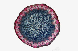 动植物细胞紫色边生物细胞图示高清图片