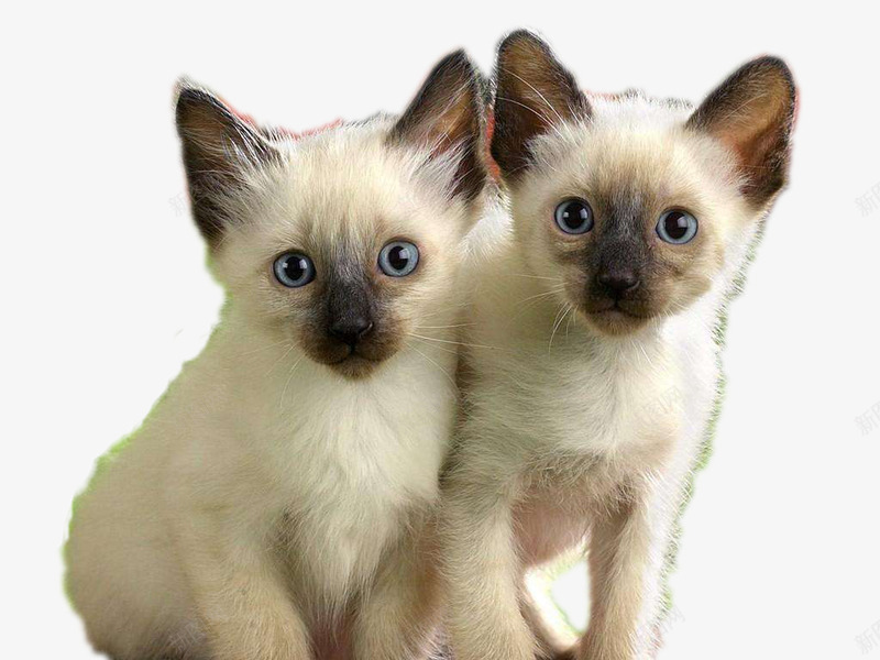 两只小帽子png免抠素材_88icon https://88icon.com 两只 可爱 幼猫 猫咪 白色