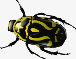 黄色甲壳虫黄色斑纹甲壳虫高清图片