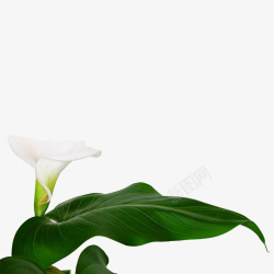 白花绿叶植物装饰1素材