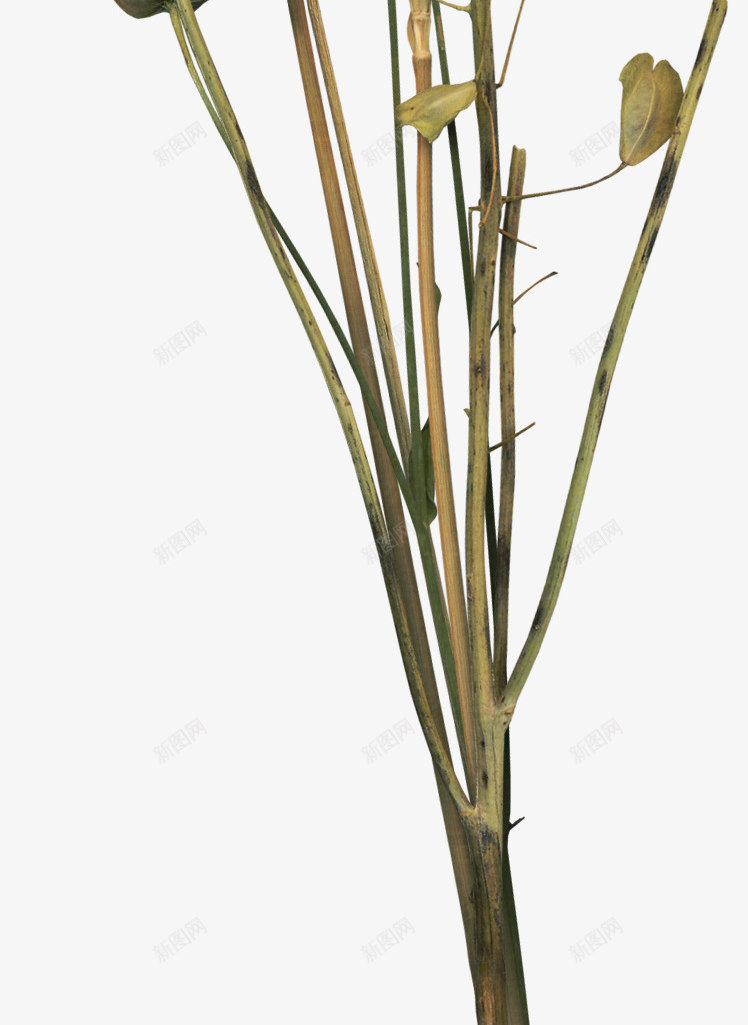 小麦花朵png免抠素材_88icon https://88icon.com 小麦 植物 花朵 食品