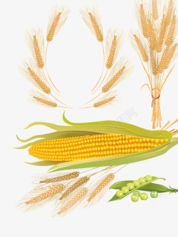 麦子玉米素材