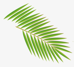 手绘绿色植物椰树叶子素材