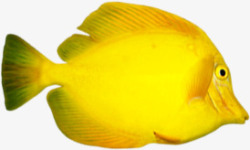 黄色热带鱼海报素材