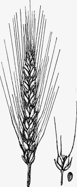 麦穗稻穗谷物手绘图标图标
