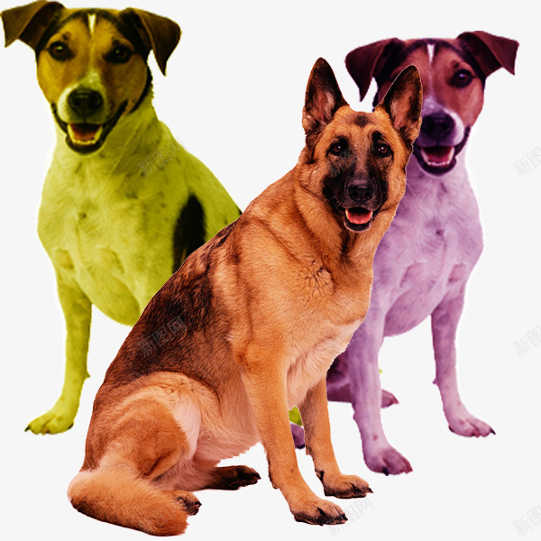 实物多种犬png免抠素材_88icon https://88icon.com 动物 大型犬 大狗 实物犬 宠物 家犬 狗狗 狼狗