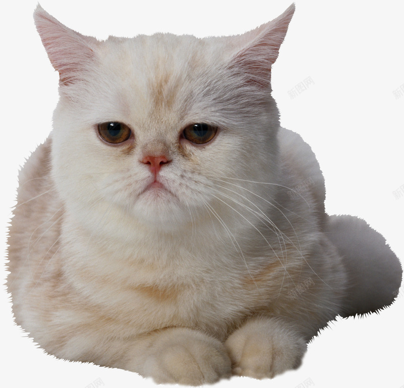 猫咪png免抠素材_88icon https://88icon.com 动物 家宠 猫咪 白猫 装饰