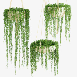 柱子鲜草绿色垂吊植物三盆鲜草绿色垂吊植物高清图片
