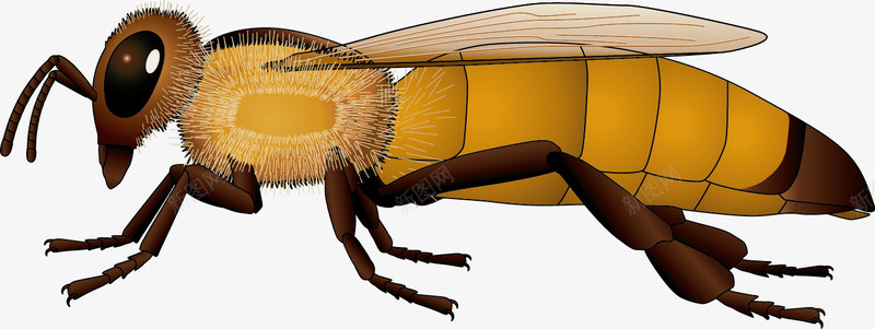 黄色蜜蜂侧面png免抠素材_88icon https://88icon.com 昆虫 矢量素材 蜜蜂 黄色蜜蜂