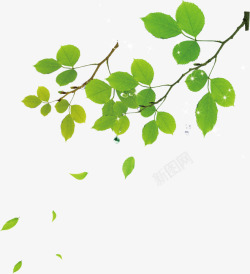 绿色清新植物清爽自然树叶素材