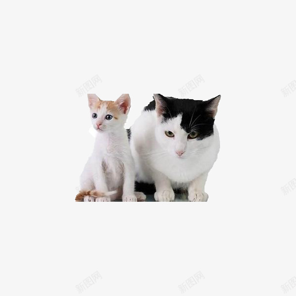 胖猫咪和瘦猫咪png免抠素材_88icon https://88icon.com 严肃 卡通 可爱 猫咪 瘦子 白色 肥胖对比 胖子 黑色