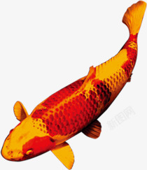 金色手绘鲤鱼造型素材