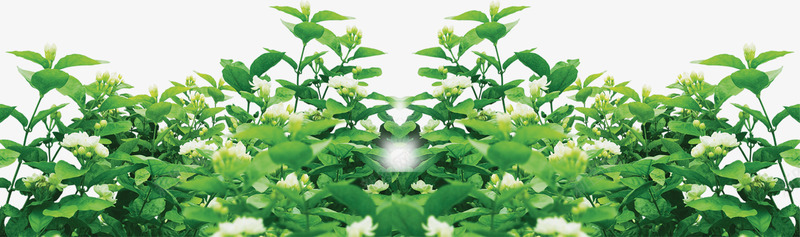 绿树阳光树影造型png免抠素材_88icon https://88icon.com 树影 绿树 造型 阳光