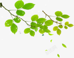 绿色清爽树叶装饰自然素材
