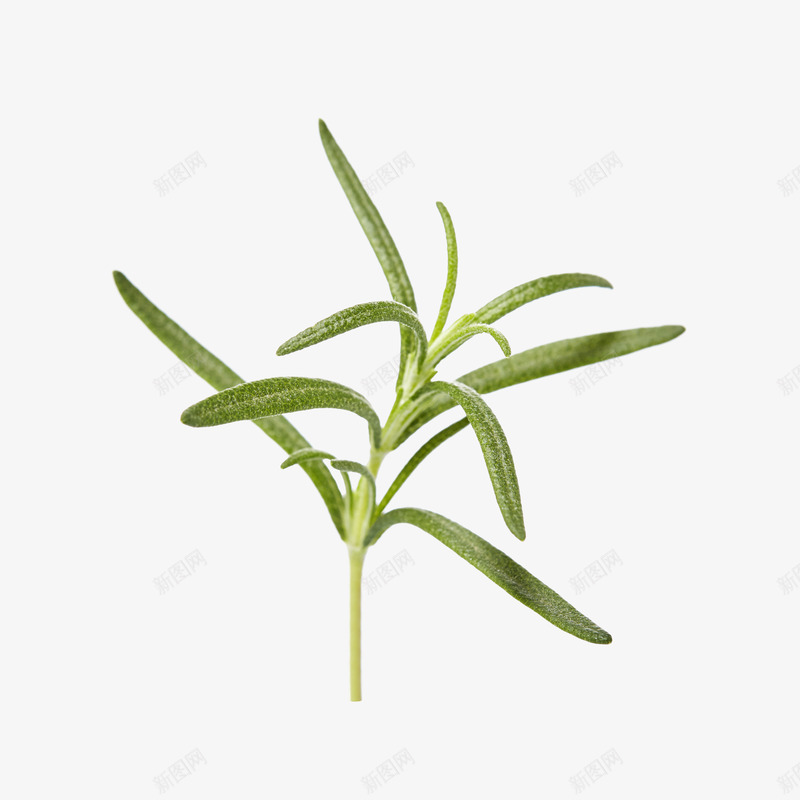 绿色迷迭香png免抠素材_88icon https://88icon.com png 植物 素材 绿色 迷迭香