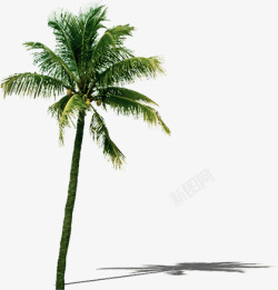 椰树热带植物素材