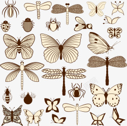 蝴蝶和飞蛾昆虫素材