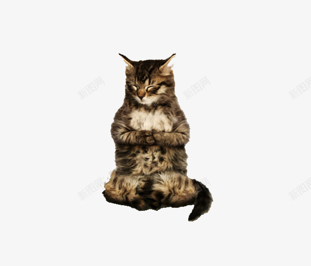 猫咪可爱睡觉png免抠素材_88icon https://88icon.com 可爱 猫咪 睡觉