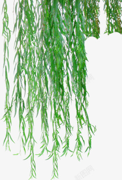 绿色垂柳植物美景素材