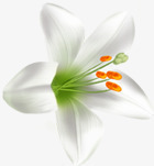 白色手绘百合花朵素材