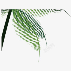 绿色热带椰子树素材