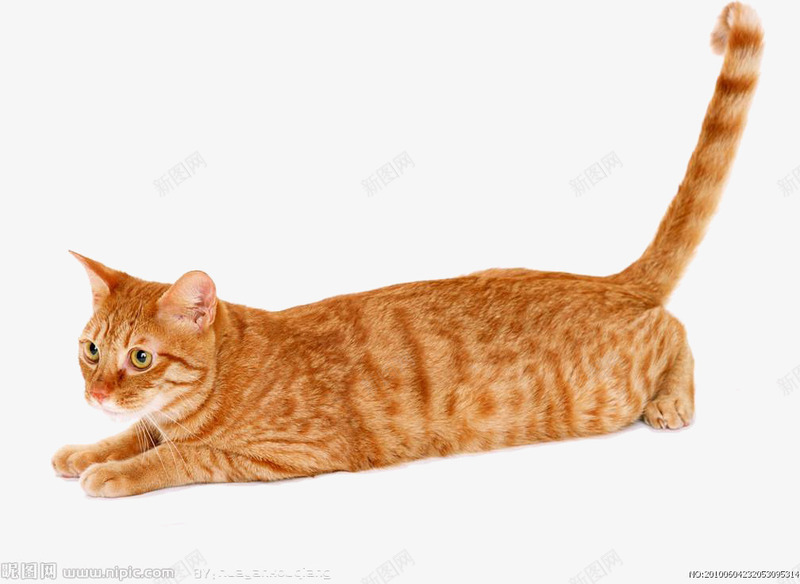 萌猫家猫png免抠素材_88icon https://88icon.com 动物 可爱猫咪 家养宠物 家猫 萌猫