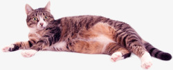 可爱胖胖猫咪素材