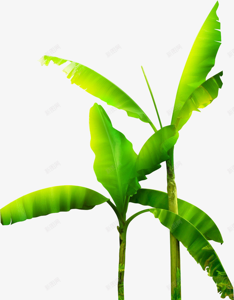 热带植物绿色大片叶子png免抠素材_88icon https://88icon.com 叶子 大片 植物 热带 绿色