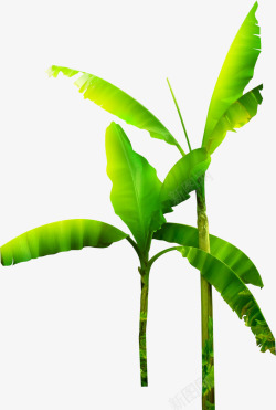 热带植物绿色大片叶子素材