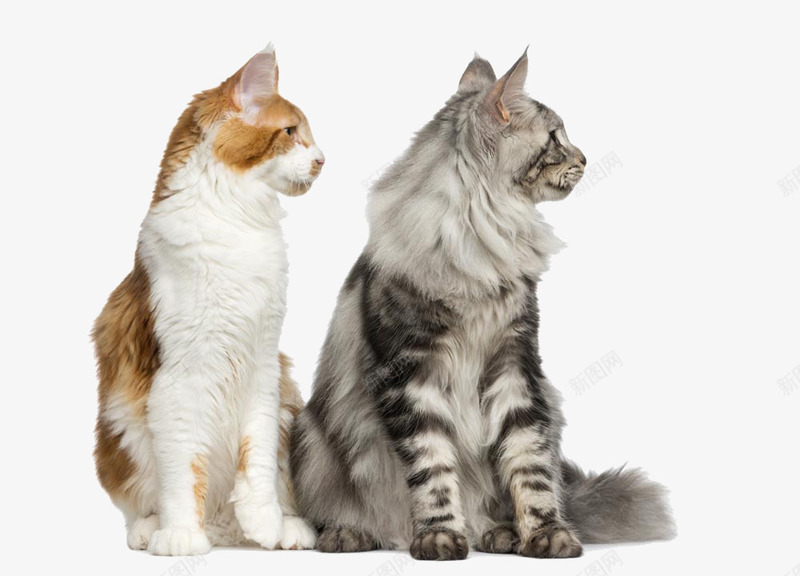 两只同步的猫咪png免抠素材_88icon https://88icon.com 免费素材 可爱 猫咪 黄色