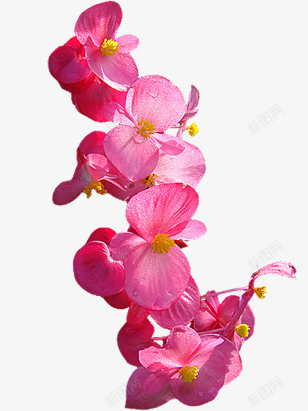 红色阳光下的花朵png免抠素材_88icon https://88icon.com 红色 花朵 阳光