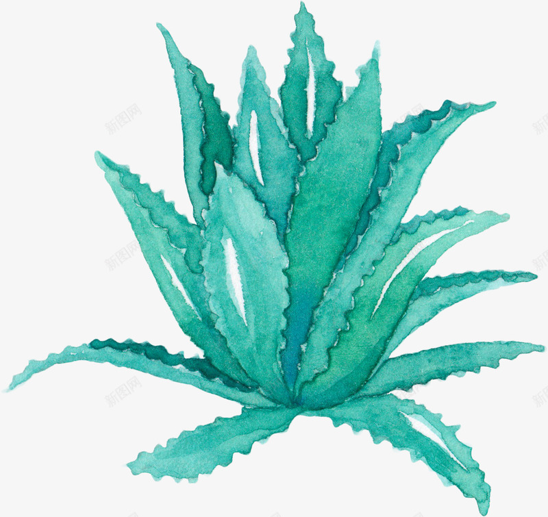 创意手绘芦荟png免抠素材_88icon https://88icon.com 创意 创意手绘 手绘 手绘芦荟 绿色 绿色植物 芦荟