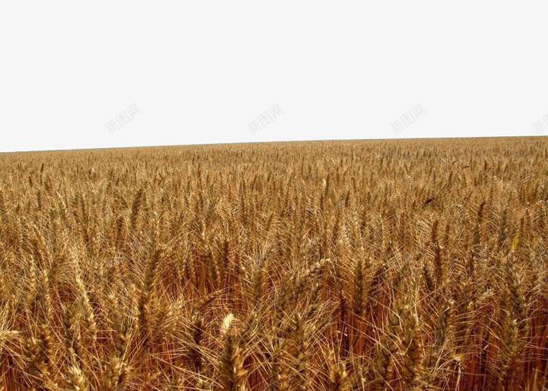 金色小麦田png免抠素材_88icon https://88icon.com 农业 农业科技 小麦 庄稼 植物 粮食 麦穗