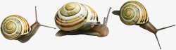 动物卡通动物蜗牛素材