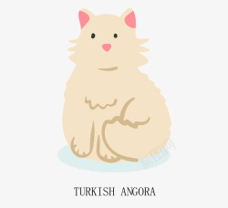 安哥拉土耳其安哥拉猫咪高清图片