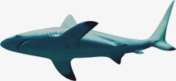 鱼大白鲨鱼热带鱼蓝色素材