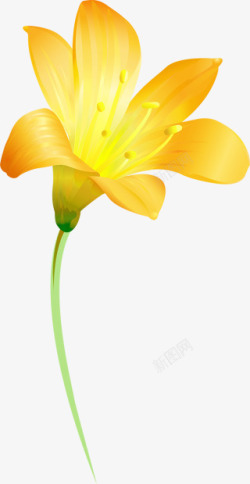 黄色百合花花朵装饰素材