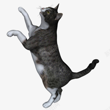 手绘动物素描猫图标图标