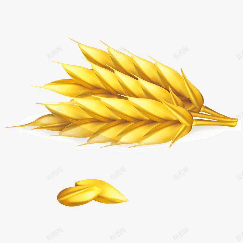 手绘金黄的小麦png免抠素材_88icon https://88icon.com 五谷杂粮 小麦 手绘 水稻 金黄的小麦