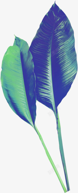 绿色植物芭蕉叶装饰图案素材