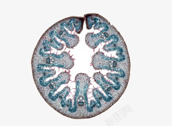 动植物细胞圆形生物细胞图示高清图片