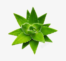 绿色植物芦荟素材