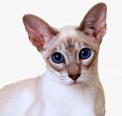 蓝眼睛猫咪素材