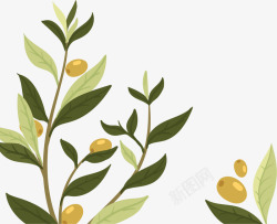 纯天然植物橄榄素材
