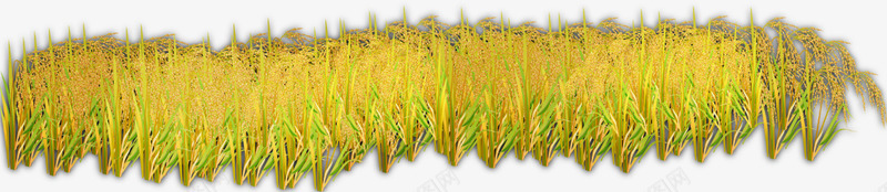 创意合成手绘黄色的小麦稻穗png免抠素材_88icon https://88icon.com 创意 合成 小麦 稻穗 金色麦穗 黃色稻穗 黄色