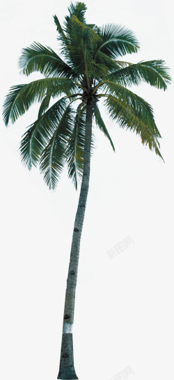 椰树美景高大热带素材