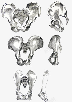 钢笔骨盆插图细节图素材