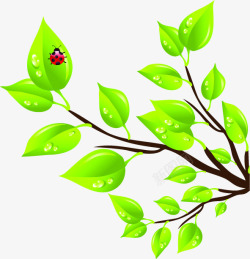 绿色清爽春天树叶瓢虫素材