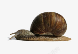 爬行的蜗牛素材