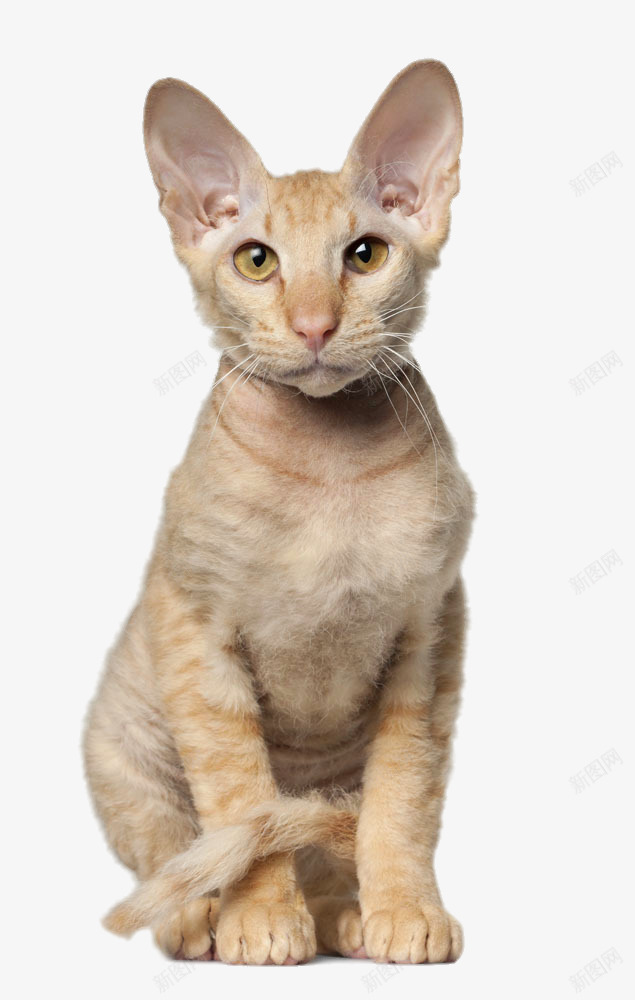 蹲坐着的猫咪png免抠素材_88icon https://88icon.com png图片 免费png元素 动物 猫咪 装饰 装饰素材 高清 高清免费png 高清免费png素材